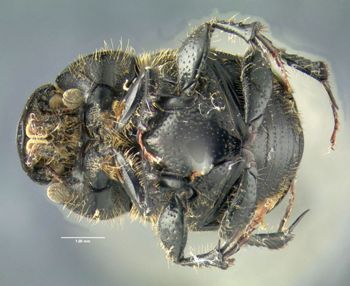 Media type: image;   Entomology 602108 Aspect: habitus ventral view